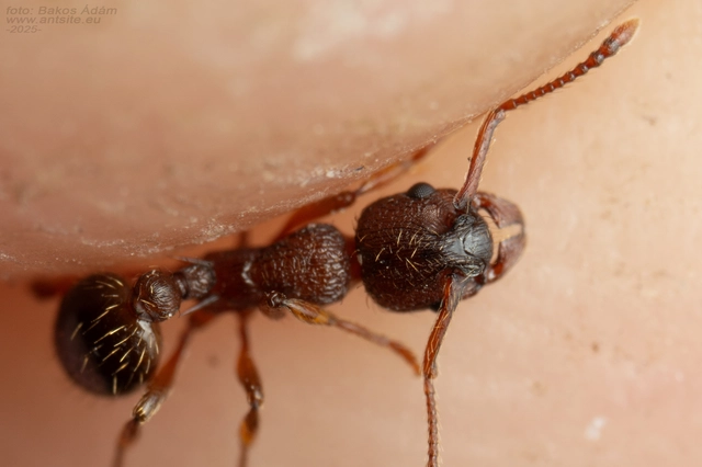 Myrmica curvithorax - sziki bütyköshangya