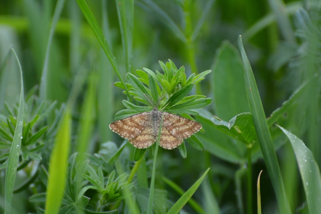 Ematurga atomaria - barna rétiaraszoló