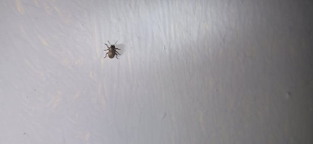 Pachnephorus