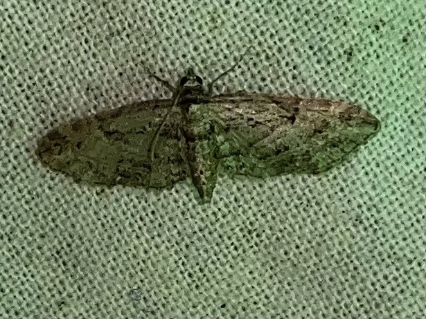 Eupithecia pusillata - lucfenyő-törpearaszoló