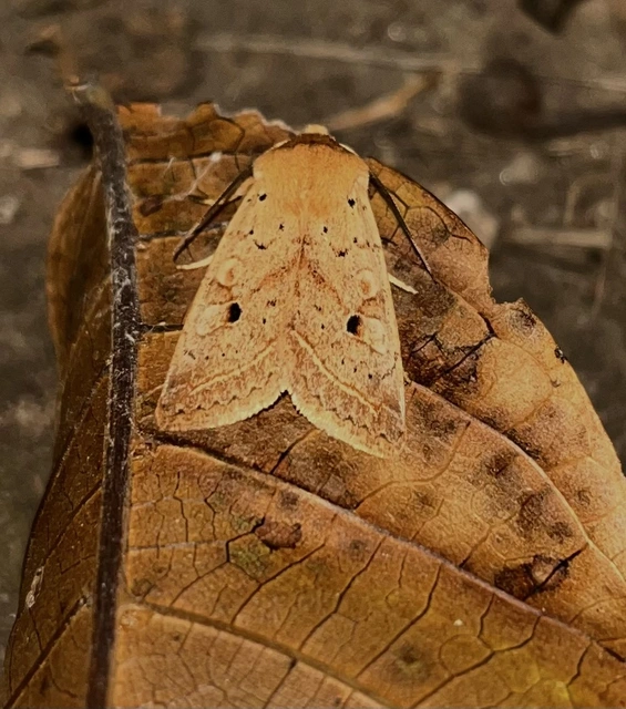 Leptologia macilenta - gyertyán-őszibagoly