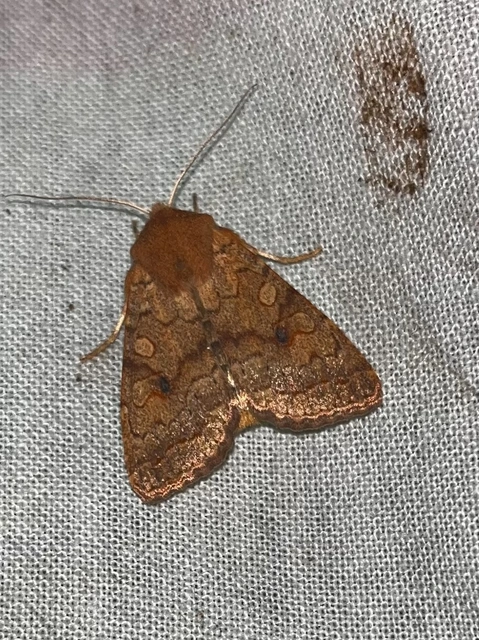 Sunira circellaris - okkersárga őszibagoly