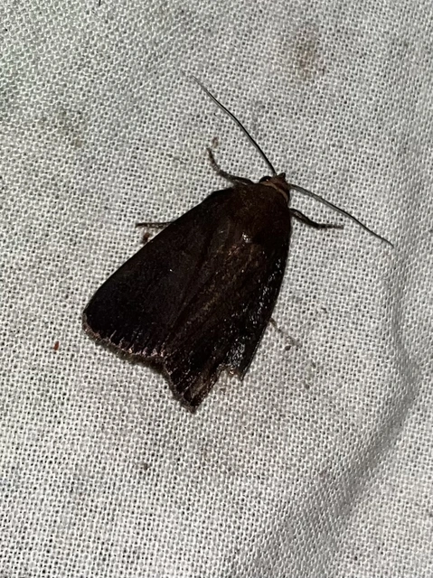 Amphipyra livida - zsírfényű bagoly