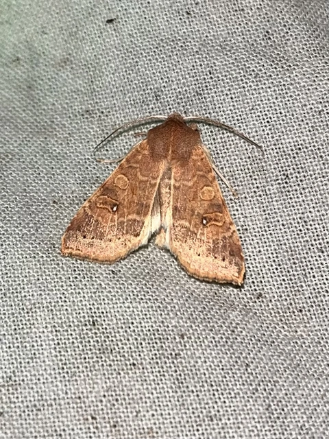 Cirrhia ocellaris - fakó sárgabagoly