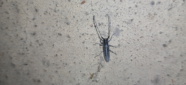 Agapanthia cardui - sávos bogáncscincér