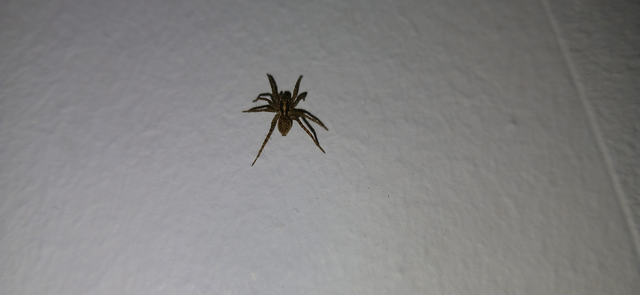 Pardosa