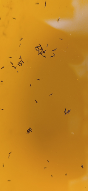 Collembola - Ugróvillások