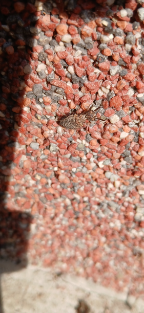 Myrmeleontidae - hangyalesők