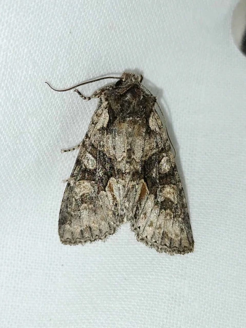 Dichonia convergens - őszi tölgybagoly