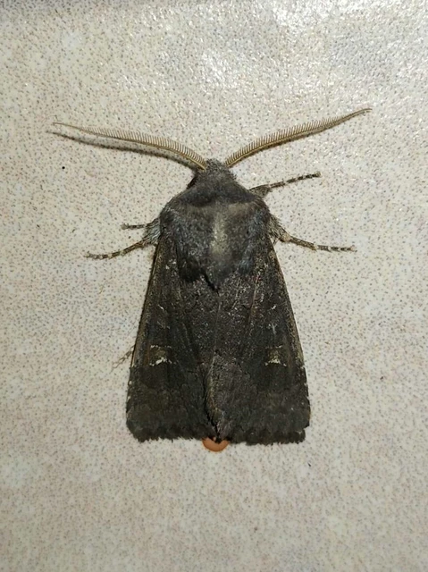 Aporophyla lutulenta - sziki őszibagoly