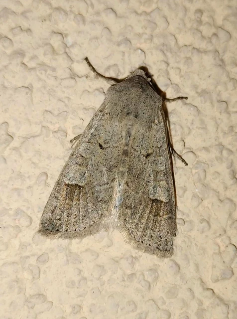 Ammoconia caecimacula - szürke őszibagoly