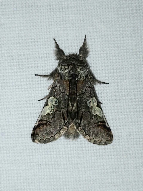 Diloba caeruleocephala - őszi kékesbagoly