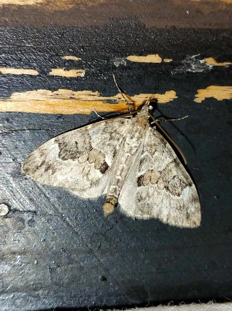 Thera variata/britannica
