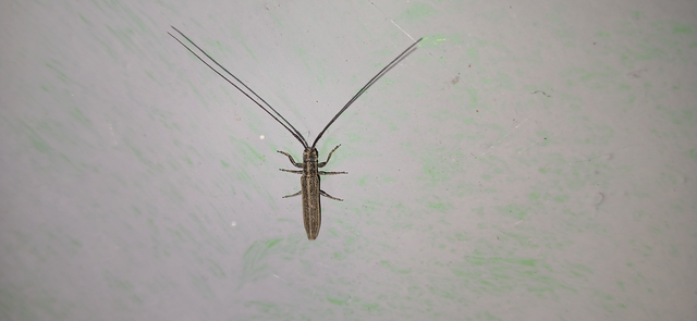 Calamobius filum - hosszúcsápú szalmacincér