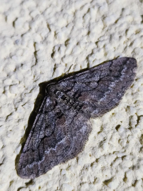 Agriopis bajaria - kökény-téliaraszoló