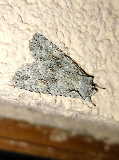 Lithophane ornitopus - közönséges fabagoly