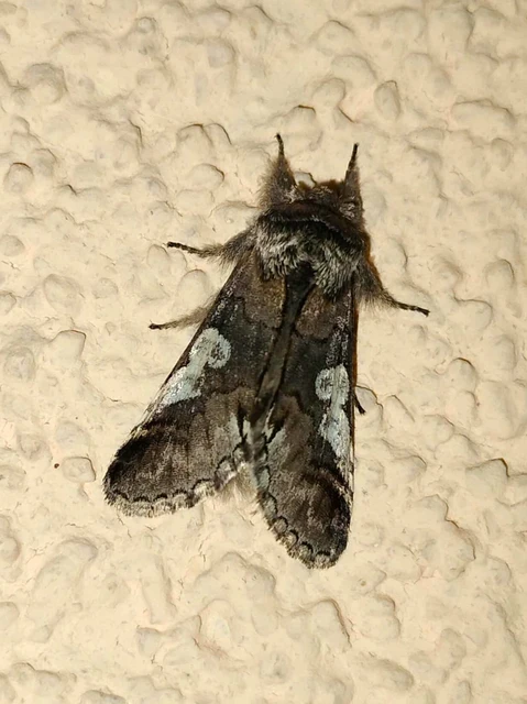 Diloba caeruleocephala - őszi kékesbagoly