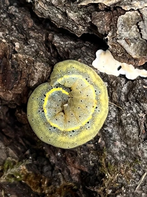 Lacanobia oleracea - saláta-kertibagoly
