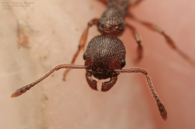 Myrmica gallienii - mocsári bütyköshangya