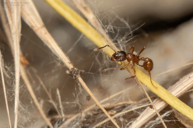 Myrmica rubra - közönséges bütyköshangya