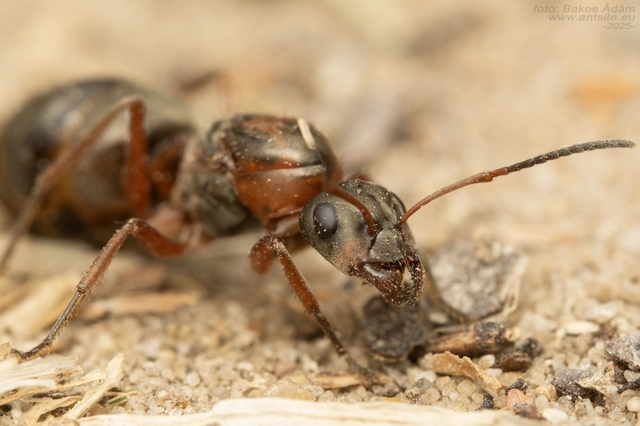 Formica rufibarbis - vörös rabszolgahangya