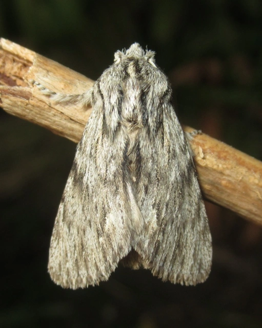 Asteroscopus sphinx - csillagnéző bundásbagoly