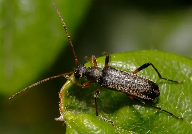 Grammoptera ruficornis - gyűrűscsápú galagonyacincér Grammoptera ruficornis - gyűrűscsápú galagonyacincér