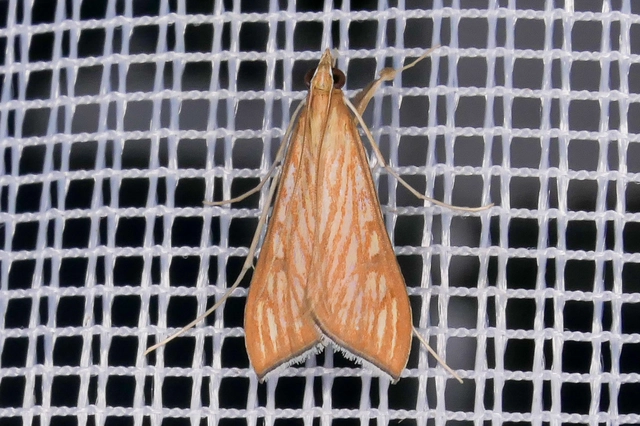 Antigastra catalaunalis - gyöngymoly