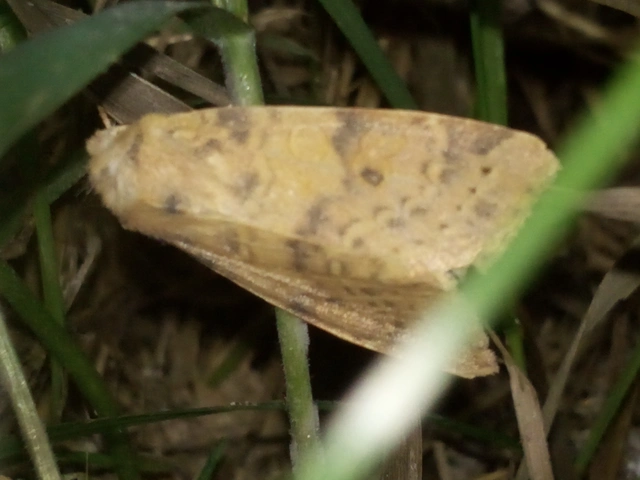 Cirrhia