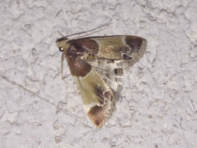 Pyralis farinalis - lisztilonca