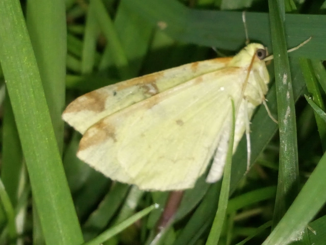 Opisthograptis luteolata - citromsárga araszoló