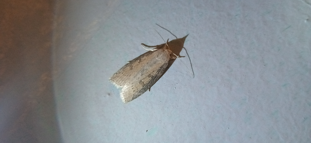 Chilodes maritima - négyfoltos nádibagoly