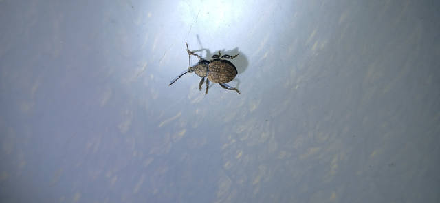 Otiorhynchus raucus - molyhos gyalogormányos