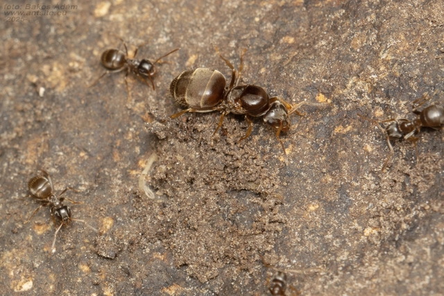 Lasius neglectus - keleti feketehangya