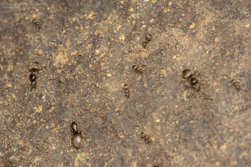 Lasius neglectus - keleti feketehangya