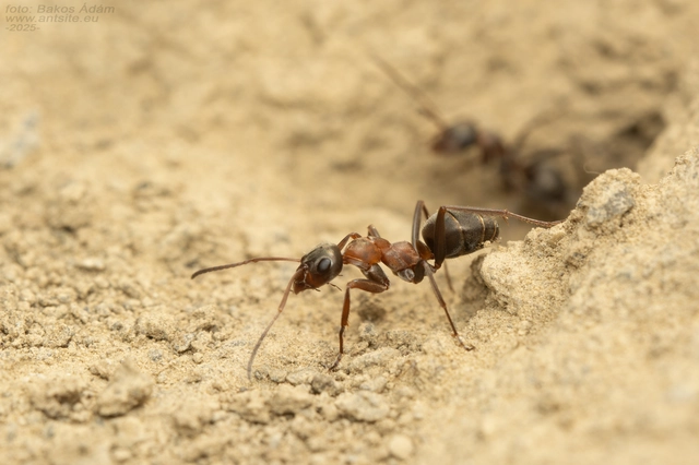 Formica rufibarbis - vörös rabszolgahangya