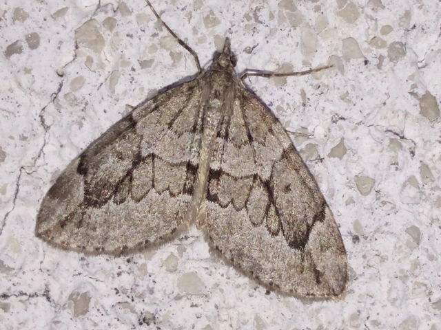 Thera juniperata - boróka-araszoló