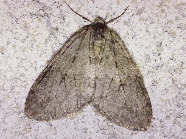 Epirrita christyi/dilutata