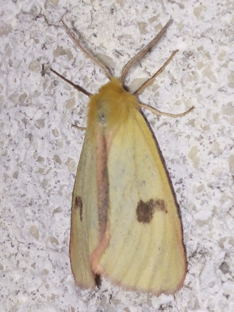 Diacrisia sannio - vörösszélű medvelepke
