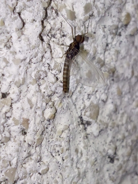 Ephemeroptera - Kérészek