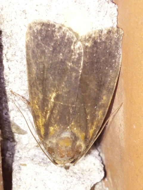 Amphipyra livida - zsírfényű bagoly