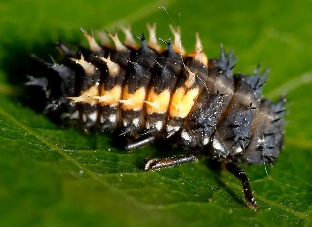 Harmonia axyridis - harlekinkatica
