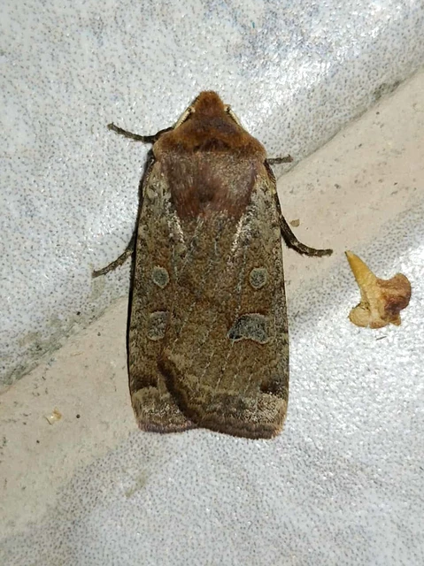 Conistra erythrocephala - vörösfejű őszibagoly