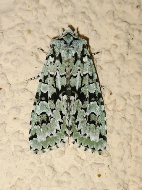 Griposia aprilina - őszi zöldbagoly