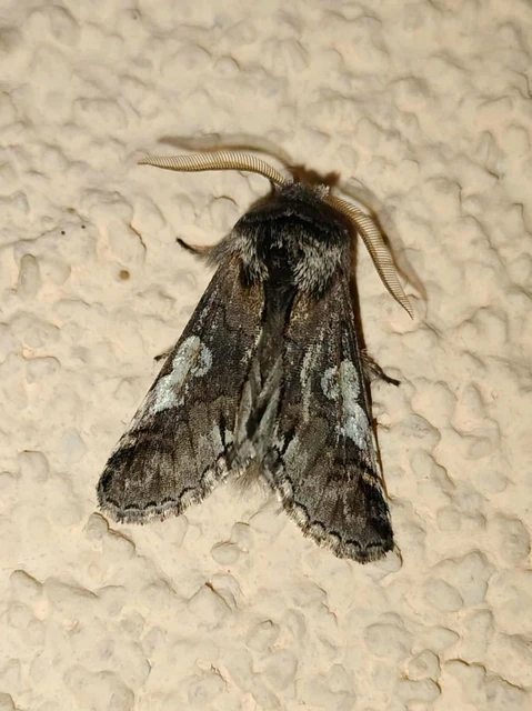 Diloba caeruleocephala - őszi kékesbagoly