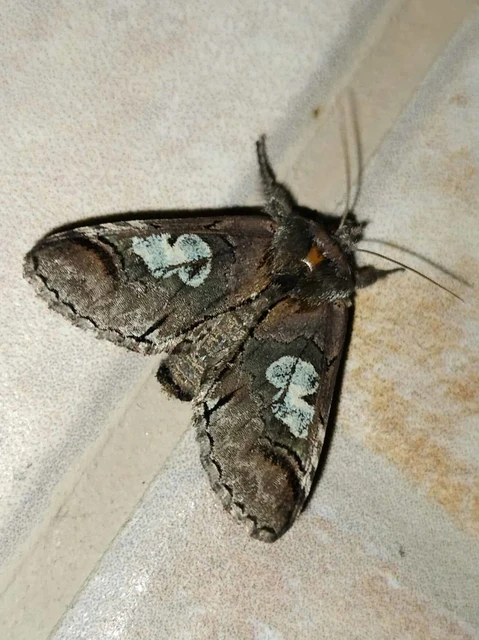 Diloba caeruleocephala - őszi kékesbagoly
