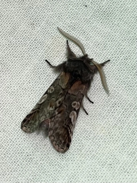 Diloba caeruleocephala - őszi kékesbagoly