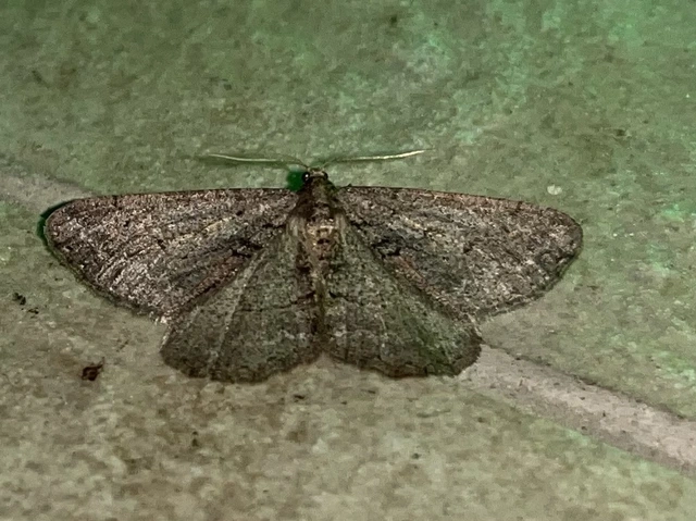 Agriopis bajaria - kökény-téliaraszoló