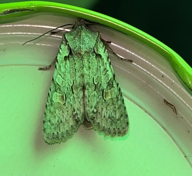 Lithophane ornitopus - közönséges fabagoly
