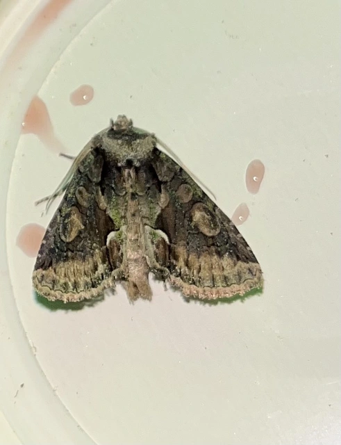 Allophyes oxyacanthae - galagonyabagoly